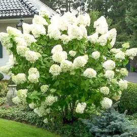 Гортензия метельчатая Полар Бир