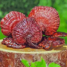 Георгина Линдси Мишель