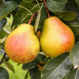 Тюльпан Либретто Пэррот