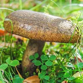 Георгина Тартан