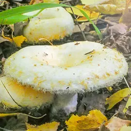 Георгина Мелз Оранж Мармелад