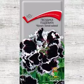 Гвоздика Геддевига Черная с белой каймой