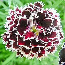 Гвоздика геддевига Черная с белой каймой