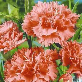 Гвоздика гренадин Коралл