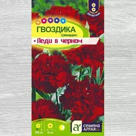 Гвоздика гренадин Леди в черном