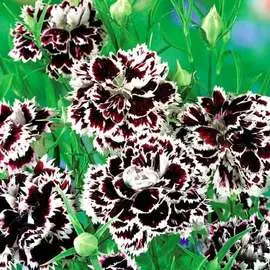 Гвоздика китайская Черное и белое