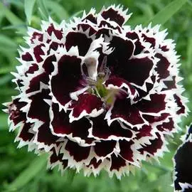 Гвоздика китайская Черный плащ