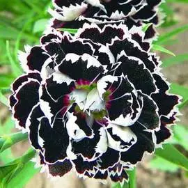 Гвоздика китайская Ворожея