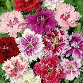 Гвоздика махровая Китайская, смесь окрасок