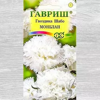 Гвоздика Шабо Монблан Гавриш