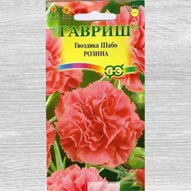 Гвоздика Шабо Розина