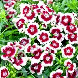 Гвоздика травянка Торонто