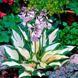 Хоста Файер энд Айс