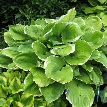 Хоста Винтер Сноу