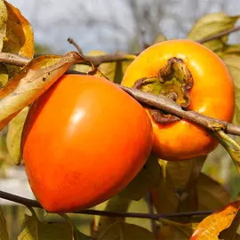 Тюльпан махровый Анжелика