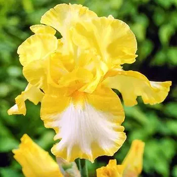 Ирис германский Фриндж оф Голд