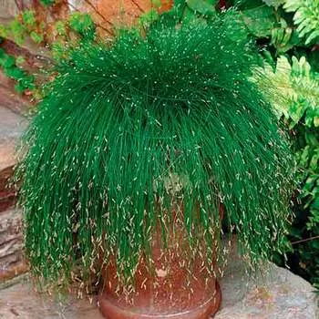 Изолепис поникший Лайв Вайр