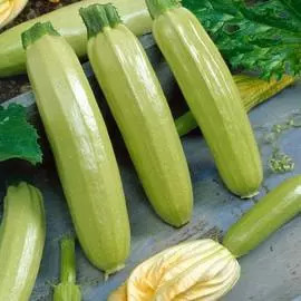 Кабачок Ангелина