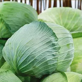 Капуста белокочанная Александра F1