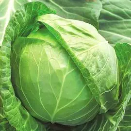 Капуста белокочанная Бабушкин разносол