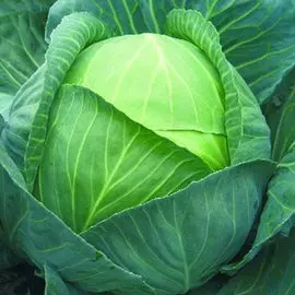 Капуста белокочанная Безразмерная