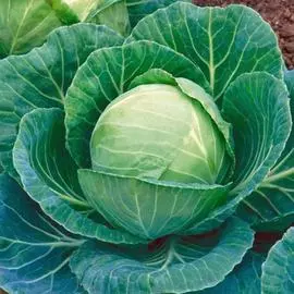 Капуста белокочанная Чудо ультрараннее F1