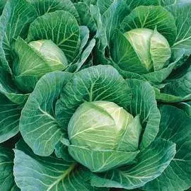Капуста белокочанная Килатон F1