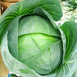 Капуста белокочанная Корсума F1