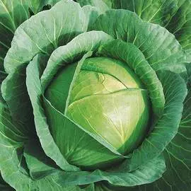Капуста белокочанная Краутман F1