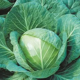 Капуста белокочанная Орион F1
