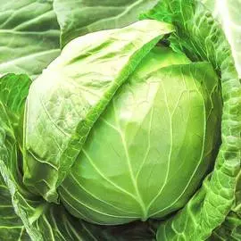Капуста белокочанная Русский Размер