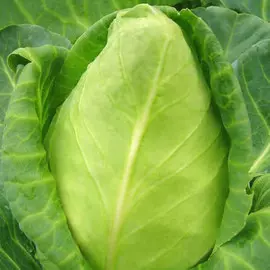 Капуста белокочанная Сахарное сердце F1