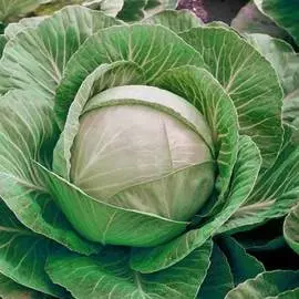 Капуста белокочанная Сахарный хруст