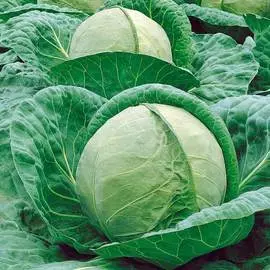 Капуста белокочанная Семко Юбилейный-217 F1