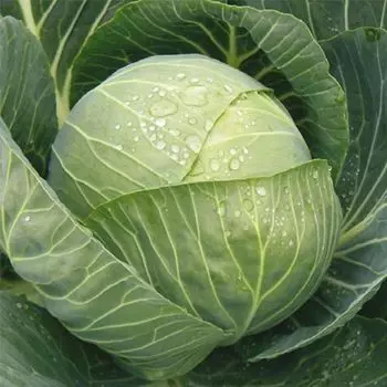 Капуста белокочанная Северянка F1 Уральский дачник