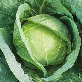 Капуста белокочанная Старт F1