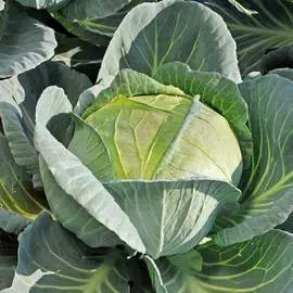 Капуста белокочанная Вьюга