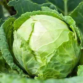 Капуста белокочанная Валентина F1
