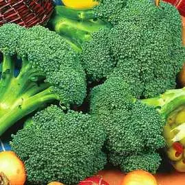 Капуста брокколи Грин Мэджик F1