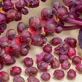 Капуста брюссельская Изабелла