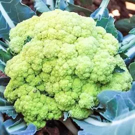 Капуста цветная Броккаули F1