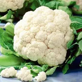 Капуста цветная Фудзияма F1