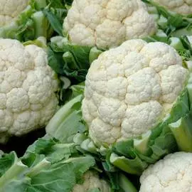Капуста цветная Инклайн F1