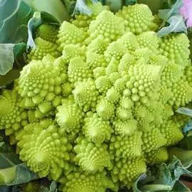 Капуста цветная Изумрудный кубок