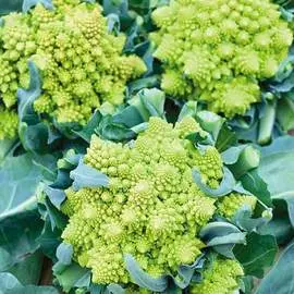 Капуста цветная Романеско F1