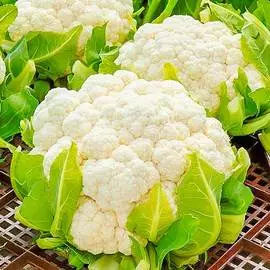 Капуста цветная Сахарная глазурь