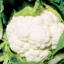 Капуста цветная Сеул F1