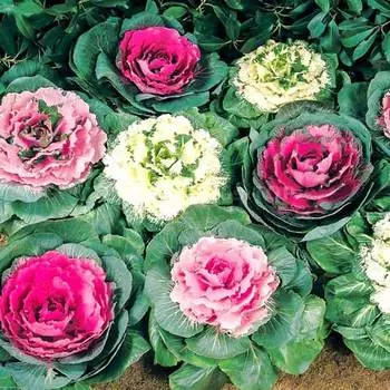 Капуста декоративная Санрайз F1, смесь окрасок