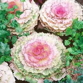 Капуста декоративная Зимняя сказка F1, смесь окрасок