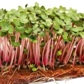 Капуста кале Скарлет